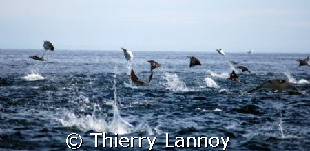 Schools of Mobulas over the reefs of Cabo Pulmo - Baja - ... by Thierry Lannoy 